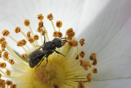 Hylaeus sp.